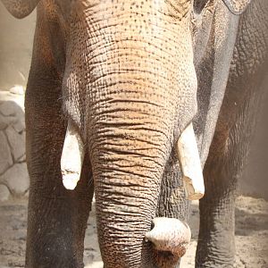 (Elphas Maximus) Colonel Tusk