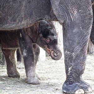 (Elphas Maximus) Belle