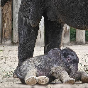 (Elphas Maximus) Belle