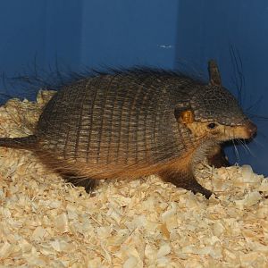 2013 Temaiken Bioparc