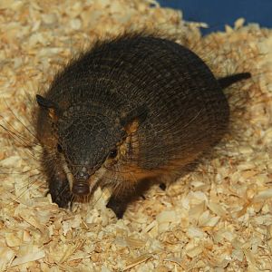 2013 Temaiken Bioparc