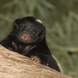 2013 Temaiken Bioparc