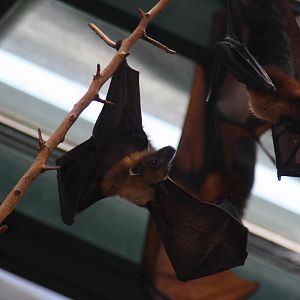 2013 Temaiken Bioparc