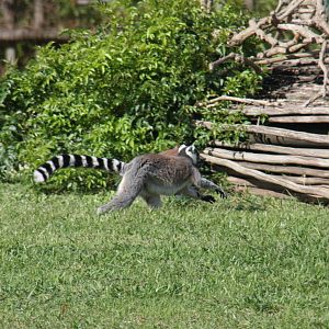 2013 Temaiken Bioparc