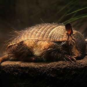 2013 Temaiken Bioparc