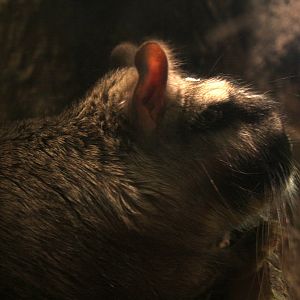 2013 Temaiken Bioparc