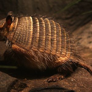 2013 Temaiken Bioparc