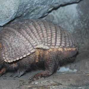 2013 Temaiken Bioparc