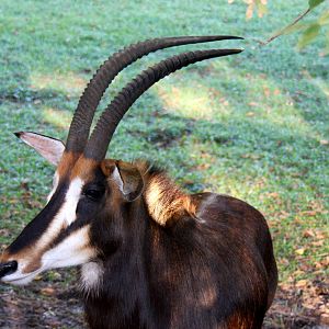 2013 Temaiken Bioparc