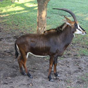 2013 Temaiken Bioparc