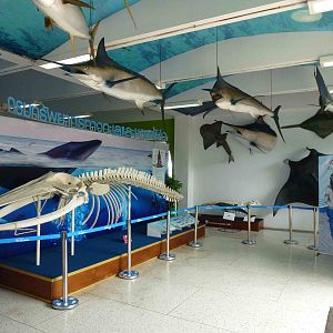 Marine displays, June 2013.