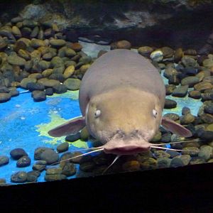Smallmouth electric catfish, June 2013.