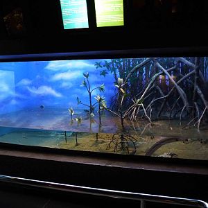 Mangrove tank, June 2013.