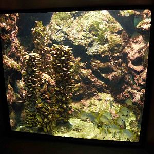 Marine tank, June 2013.