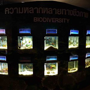 Small tanks, June 2013.