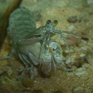 Mantis shrimp, June 2013.