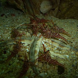 Attack of the shrimps, June 2013.