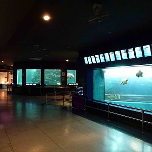 Larger tanks, June 2013.