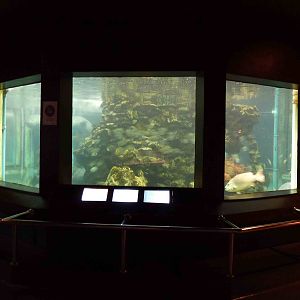 Giant grouper tank, June 2013.