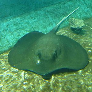 Mangrove whipray, June 2013.