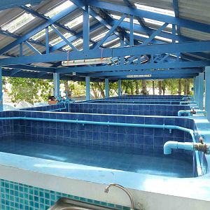 Turtle pools, June 2013.