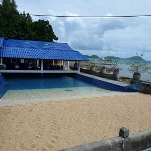 Olive ridley breeding pool, June 2013.