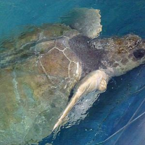 Olive ridley turtle, June 2013.