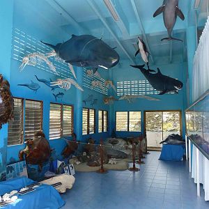 Marine mammal museum, June 2013.