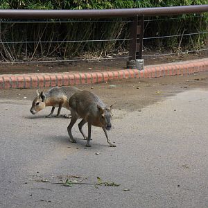 2013 Zoo de Buenos Aires