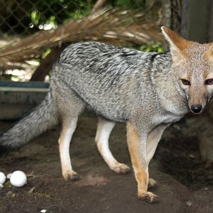 2013 Zoo de Buenos Aires