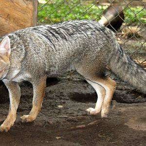 2013 Zoo de Buenos Aires