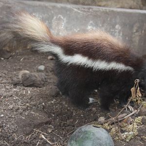 2013 Zoo de Buenos Aires