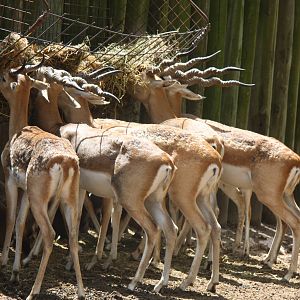 2013 Zoo de Buenos Aires