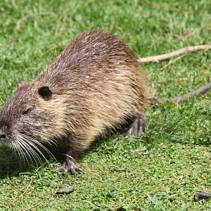 2013 Zoo de Buenos Aires