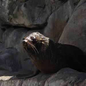 2013 Zoo de Buenos Aires