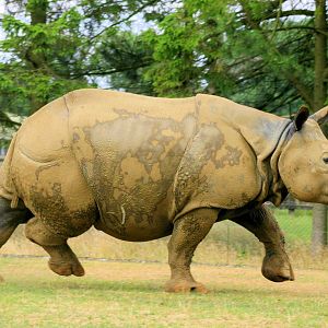 Indian rhinoceros; Whipsnade; 27th July 2013
