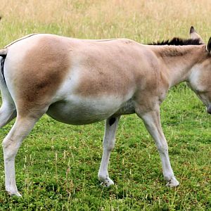 Onager; Whipsnade; 27th July 2013
