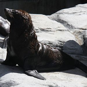 2013 Zoo de Buenos Aires