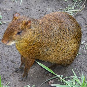 2013 Zoo de Buenos Aires