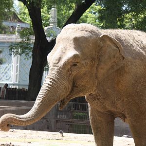 2013 Zoo de Buenos Aires