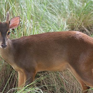 2013 Zoo de Buenos Aires