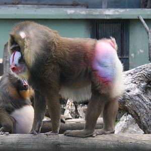 2013 Zoo de Buenos Aires