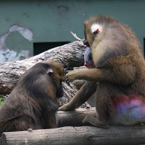 2013 Zoo de Buenos Aires