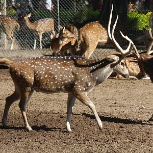 2013 Zoo de Buenos Aires