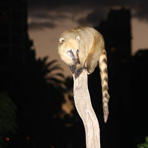 2013 Zoo de Buenos Aires