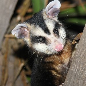 2013 Zoo de Buenos Aires