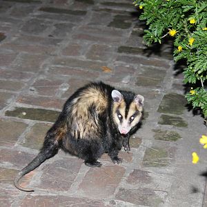 2013 Zoo de Buenos Aires