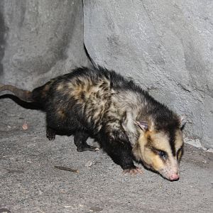 2013 Zoo de Buenos Aires