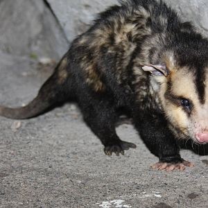 2013 Zoo de Buenos Aires