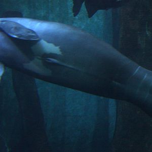 2013 Sao Paulo Aquarium